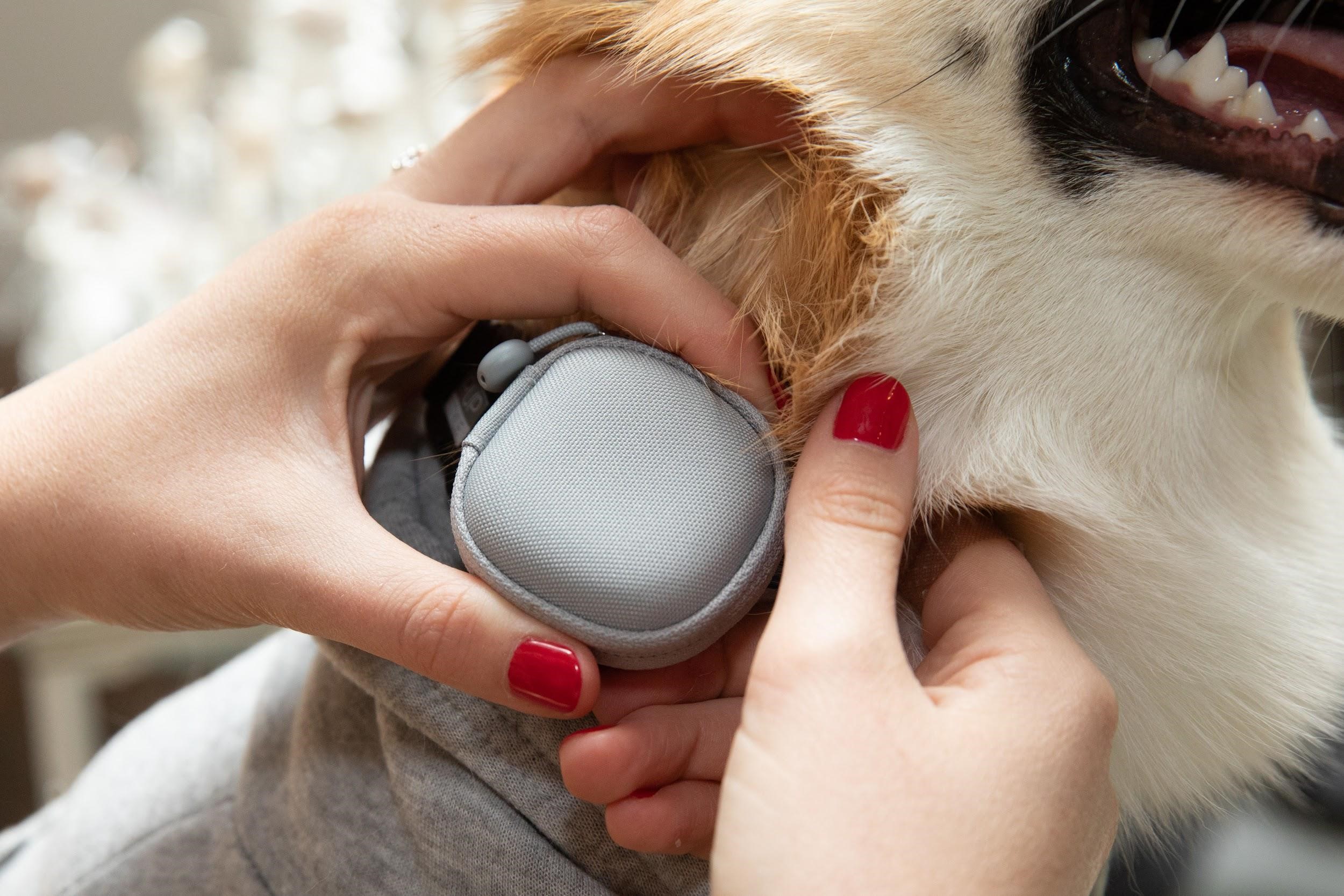 A Gadget for Keeping Tabs on your Pet Samsung US Newsroom